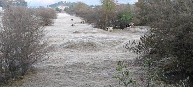 Autoridades de SCLC piden resguardar animales y alertan por riesgo de incendios ante heladas