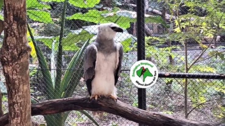 Concluye con &eacute;xito el periodo de cuarentena del &Aacute;guila Arp&iacute;a