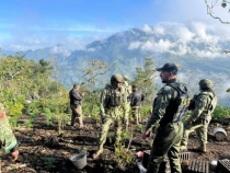 Incinera 4 plant&iacute;os con m&aacute;s de 24 mil plantas de marihuana, en San Tiago El Pinar