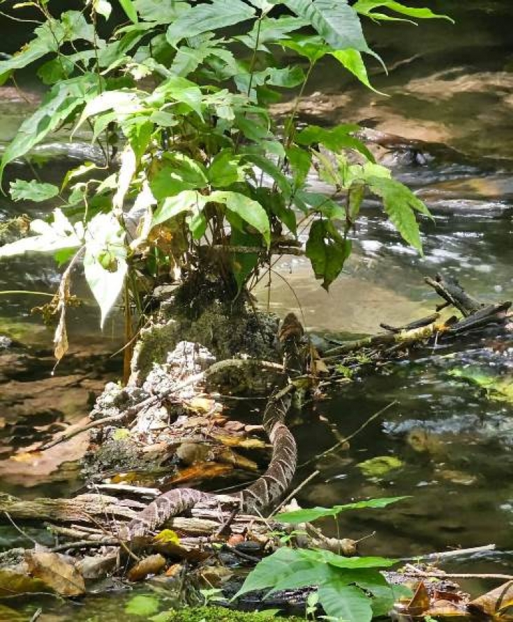 La Nauyaca una de las serpientes m&aacute;s letales en M&eacute;xico es vista en la Selva Lacandona
