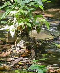 La Nauyaca una de las serpientes m&aacute;s letales en M&eacute;xico es vista en la Selva Lacandona