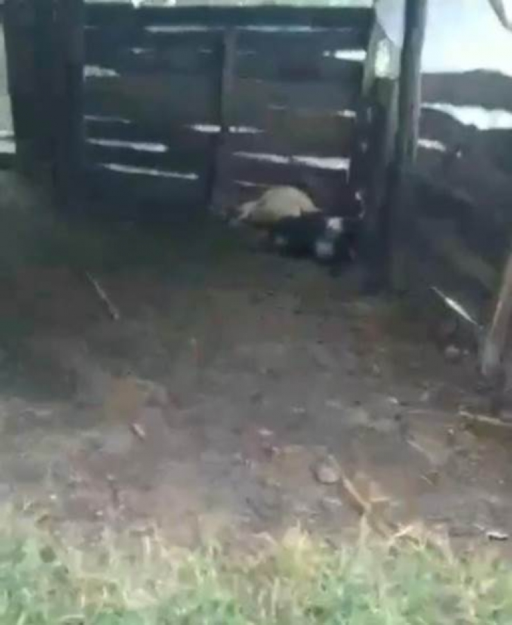 Encuentran borregos muertos en San Juan Chamula