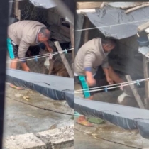 Denuncian maltrato animal en Comit&aacute;n de Dom&iacute;nguez