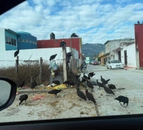 Insalubridad en Ocosingo por desperdicios de carnes dejado en las calles