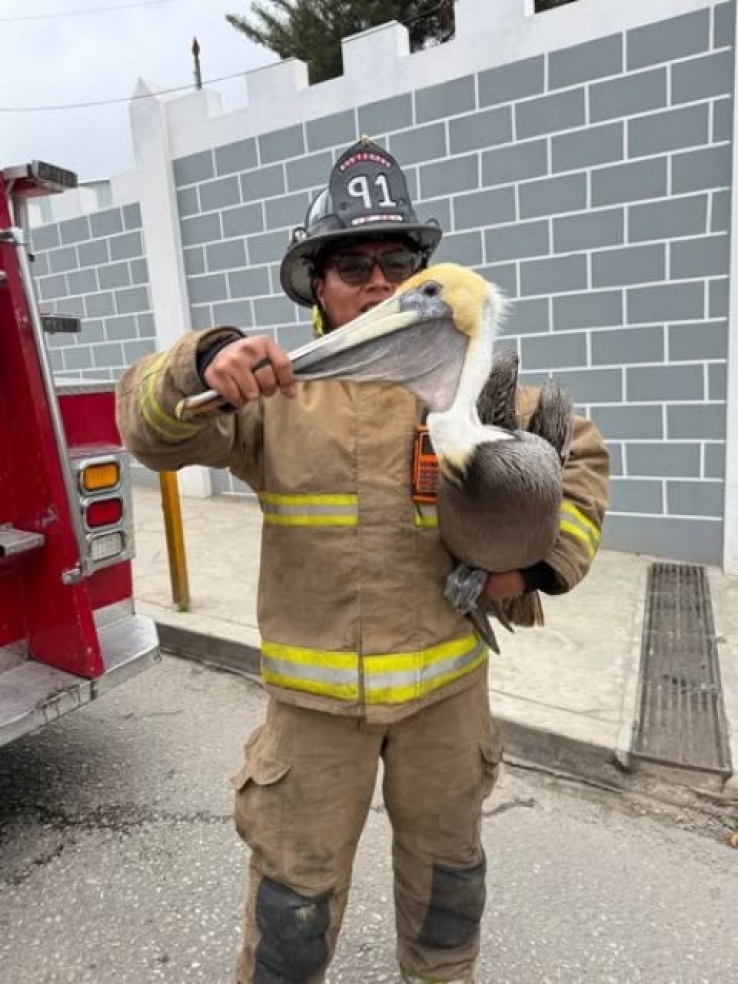 Bomberos rescatan a pel&iacute;cano en La Garita, en SCLC