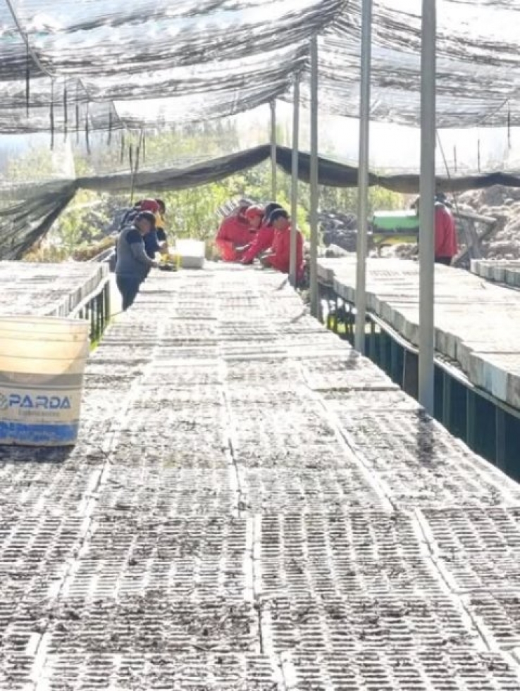 Impulsan producci&oacute;n de &aacute;rboles para fortalecer la reforestaci&oacute;n en el Valle de Jovel